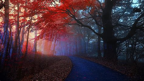 1280x1024 Wallpaper Forest Road Red Leaves Trees Peakpx