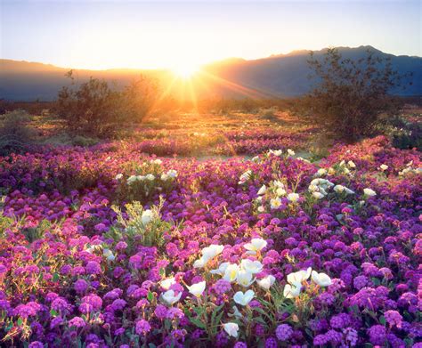 California Desert Sees Rare Wildflower Super Bloom Condé Nast Traveler