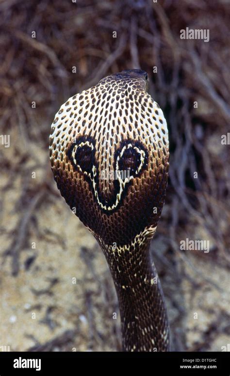 An Indian Cobra Naja Naja Displays Its Markings And Hood Stock Photo