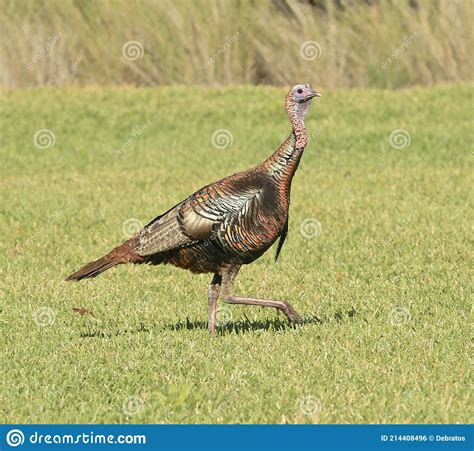 Wild Turkey Bird Colorful Stock Photo Image Of Grass 214408496