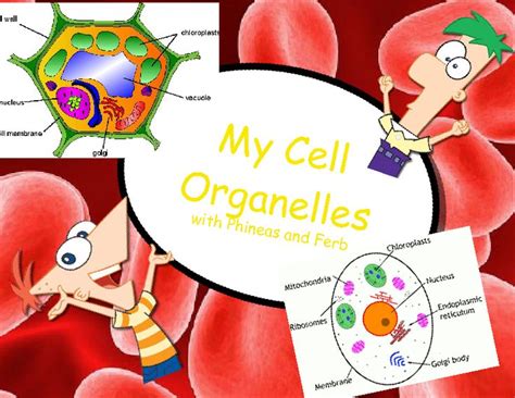 My Cell Organelles Childrens Books Phineas Ferb Books
