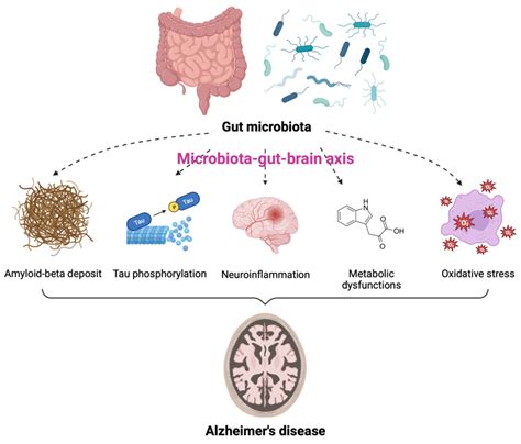 Ijms Free Full Text Gut Microbiota And Alzheimers Disease How To