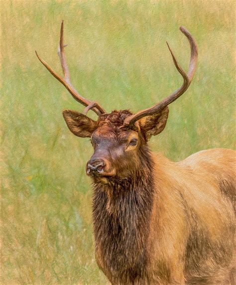 Oconaluftee Elk Portrait Painterly Photograph By Marcy Wielfaert