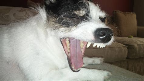 Took A Picture Of My Dog Yawning This Was The Result Rfunny