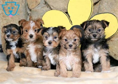 morkie dog breed information images characteristics health