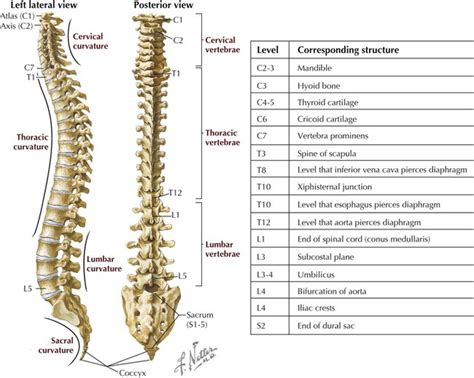 Spine Anatomy Landmarks