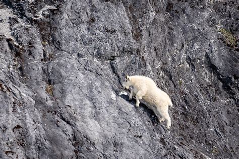 Climbing Dall Sheep Dall Sheep Climbing On Steep Rock Al Flickr