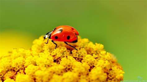 45 Cute Ladybug Wallpapers