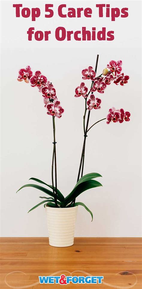 5 Tips To Taking Care Of Orchids In Your Home Lifes Dirty Clean Easy