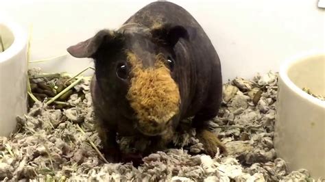 A Beautiful Hairless Guinea Pig Having A Romp And A Stretch At Petsmart