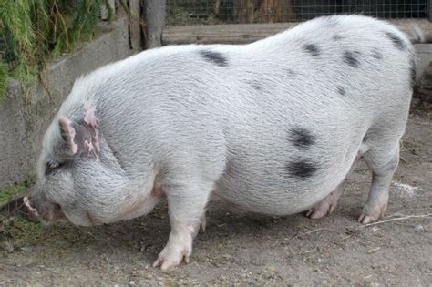 Pot Bellied Pig Information And Photos Thriftyfun