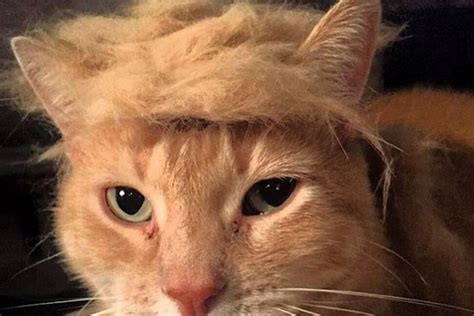 These Cats Look Like Presidential Candidate Donald Trump Politics