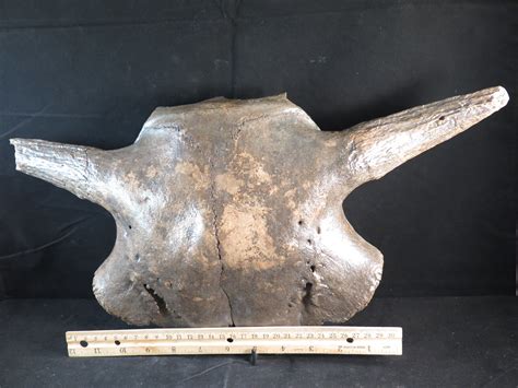 Bison Antiquus Skull