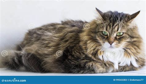 Adorable Brown Tabby Female Siberian Cat Lying In The House Stock Image
