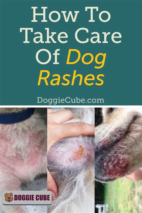 How To Take Care Of Dog Rashes Doggie Cube Dog Rash Dog Skin