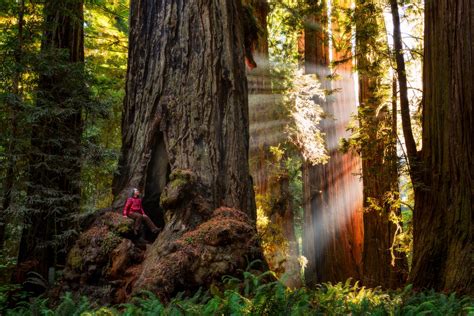 Cing Around Redwood National Park Tutorial Pics