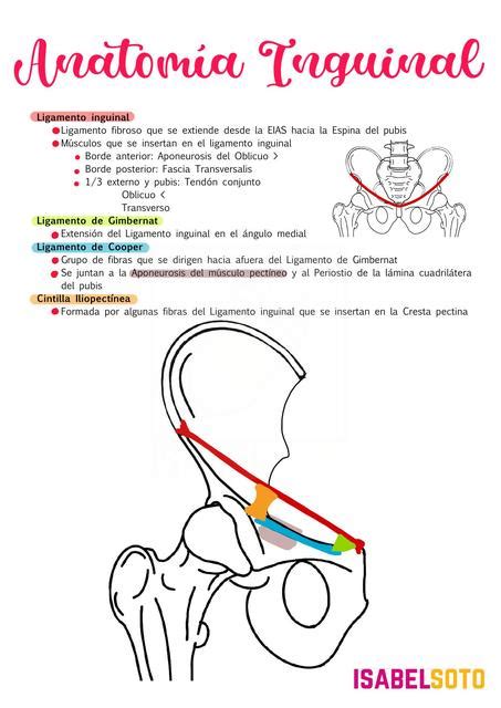 Anatomía Inguinal Y Hernias Diafragmática Inguinal Femoral Y