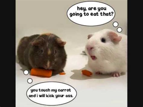 funny guinea pigs youtube