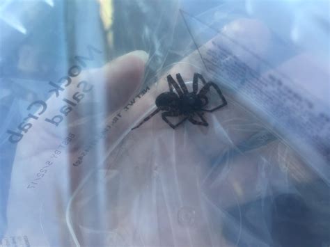 The Most Common Spiders Found In North Dakota Nature Blog Network