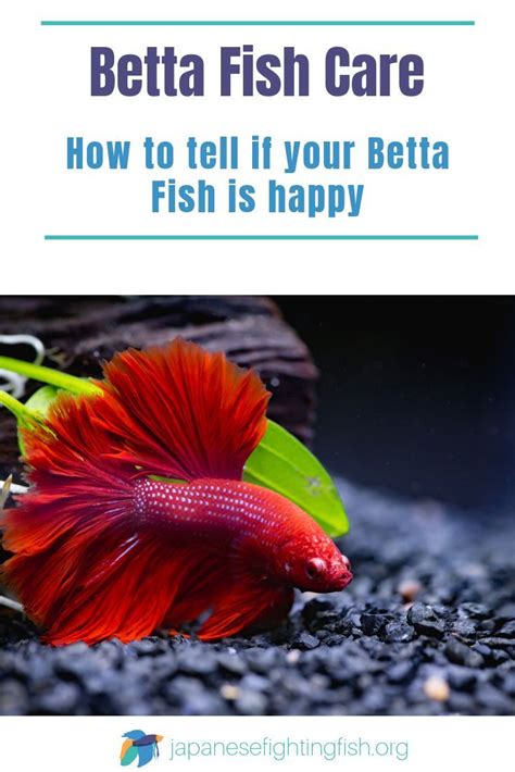 Healthy Betta Fish 101 Behavior And How To Make Yours Happy Betta Fish