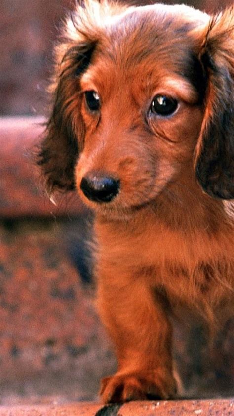 Dachshund Wallpaper For Iphone Bing Images Dachshund