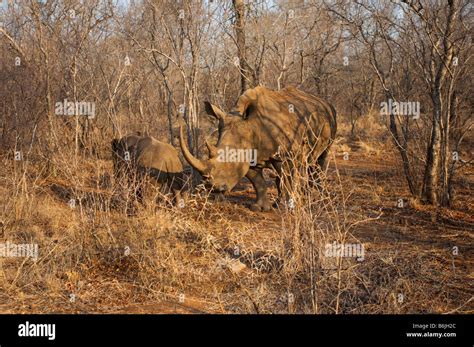 Wildlife Wild White Rhinoceros Rhino Ceratotherium Simum South Africa