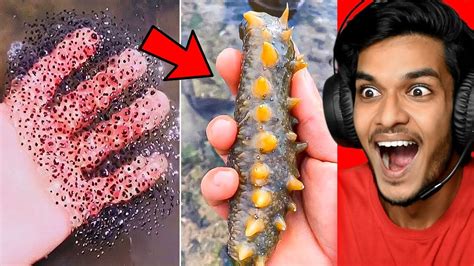 Weird Sea Creatures You Have Never Seen Before Youtube