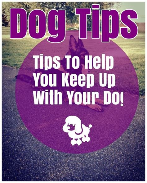 Awesome Dog Training Tips That Anyone Can Use Pets Activities Dog