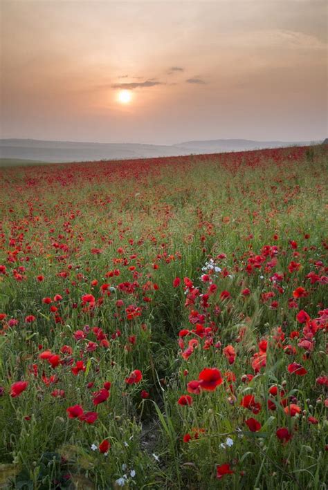 Poppy Field Landscape In Summer Countryside Sunrise Stock Photo Image