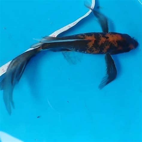 Butterfly Koi Fish For Sale Philippines Captivating 2021