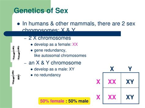 Ppt Chapter 15~ The Chromosomal Basis Of Inheritance Powerpoint
