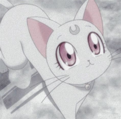 White Aes Cats Pets Cute In 2020 Anime Expressions