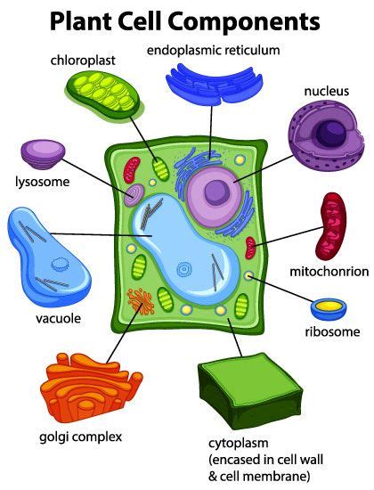 Plant Cell Components Plant Profiles Heirloom Gardener Plant Cell