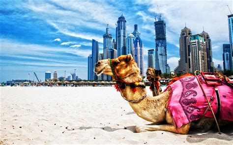 Download Wallpapers Camels Hdr Dubai Beach Uae Skyscrapers United