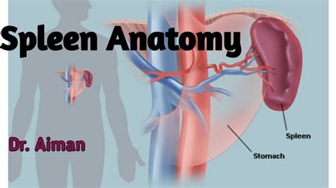 Spleen Anatomy External Features Of Spleen Location Position