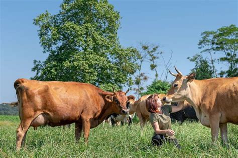 Ferme Des Vaches Produits Laitiers Bonnegarde Landes Chalosse