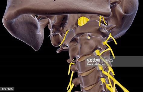 Cervical Plexus High Res Illustrations Getty Images