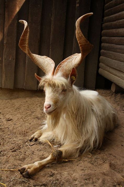 List Of Animals With Horns