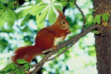 Rodent proof garden beds and how to deter mice and rodents. Using Plants to Deter Squirrels from Your Garden | eHow