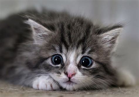 35 Of The Cutest Cat Portraits Ever Will Have Even The Dog Lovers