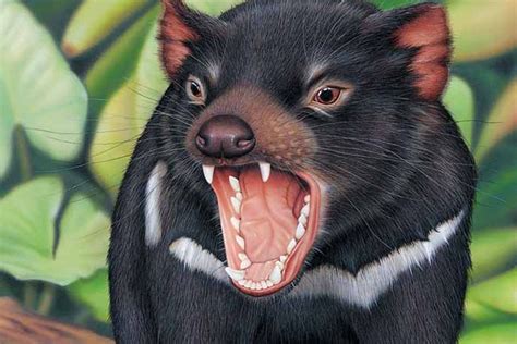 Tasmanian Devil Super Carnivore Found In Australia Earth Archives