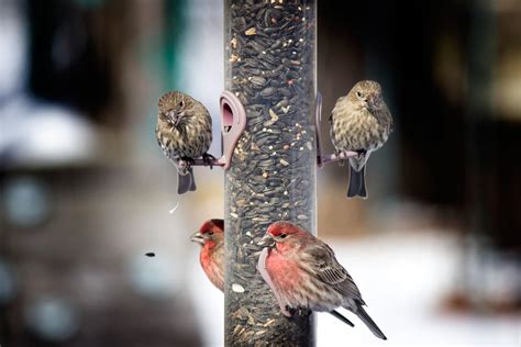 Why Male House Finches Can Be Different Colors Audubon
