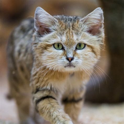 18 Reasons The Sand Cat Is Your New Favorite Animal