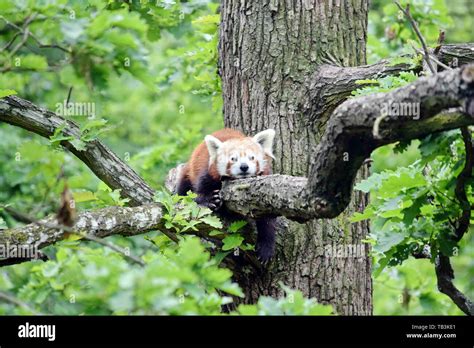 Red Panda Ailurus Fulgens Lying On Branch Stock Photo Alamy