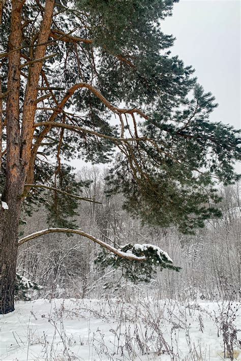 winter fairytale russia moscow region klopovo eugenia flickr