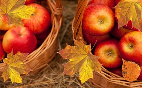 Fall Apples Wallpapers Top Free Fall Apples Backgrounds Wallpaperaccess