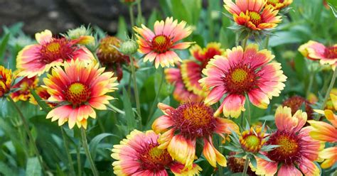 How To Grow Gaillardia Blanket Flower Gardeners Path