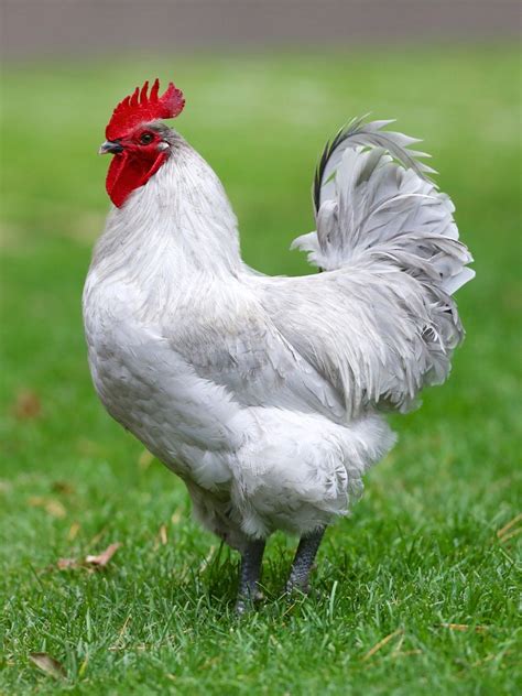 Ornamental Chicken Breeds Contest Grand Champ And Reserve Champ
