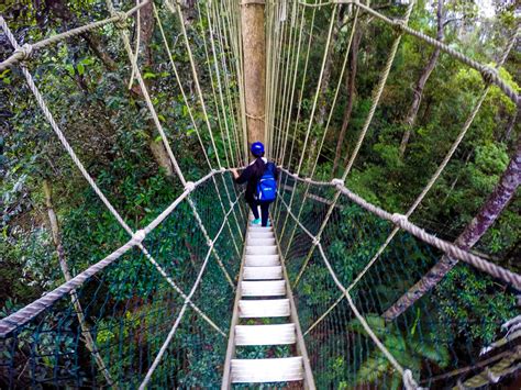 Recreational options like jungle trekking, canopy walks, mountain climbing and caving can be arranged at mutiara taman negara's tour please note that canopy walkway is closed every wednesday. Taman Negara Pahang: Menerokai Canopy Walk dan Mutiara ...