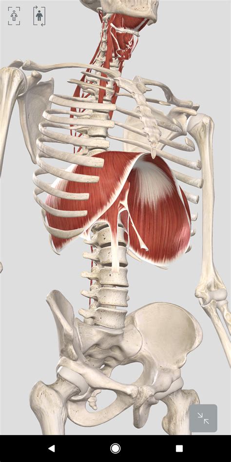 Anatomy Between Hip Lower Ribcage In Back Getting To The Bottom Of
